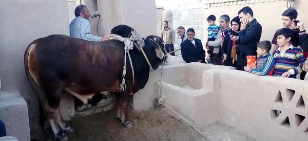 عکس گاو چاه