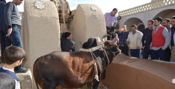 عکس گاو چاه