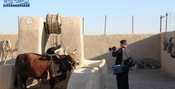 عکس گاو چاه