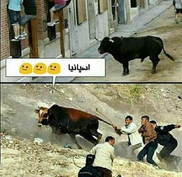 عکس گاو طنز