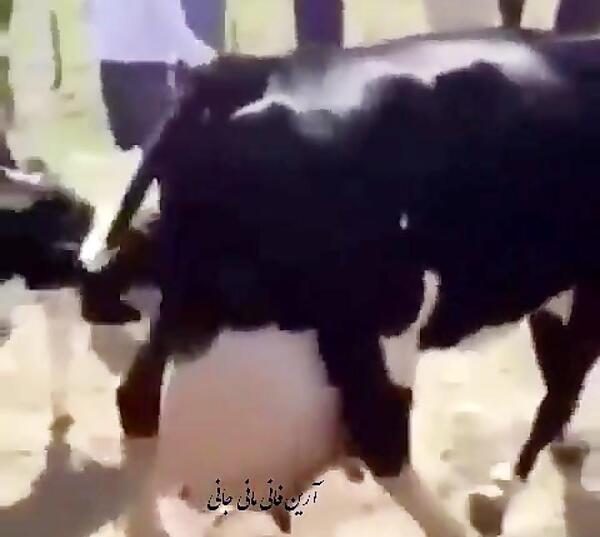 عکس گاو گل خاتون