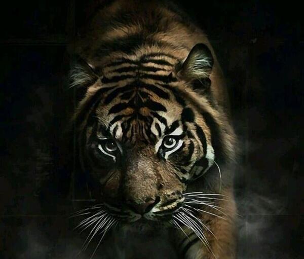 عکس لاتی روبیکا