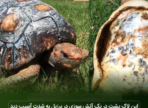 عکس لاک پشت پلنگی