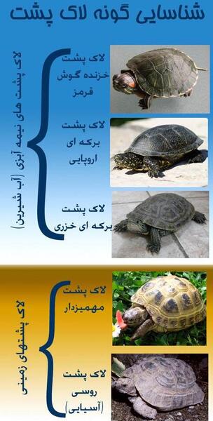 عکس لاک پشت رنگین کمانی