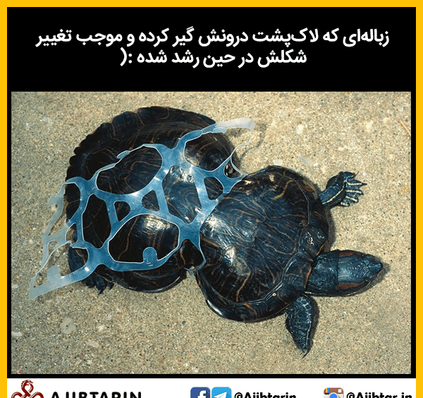 عکس لاک پشت زشت
