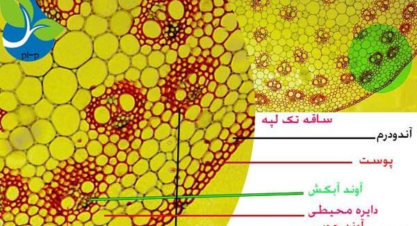 عکس تک لپه