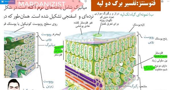عکس برگ دو لپه ای