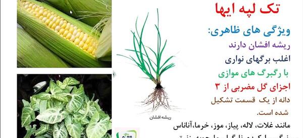 عکس دانه دو لپه