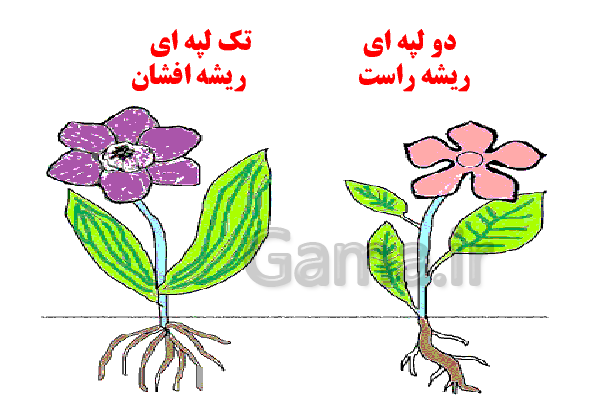 عکس دانه دو لپه