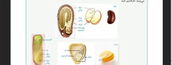 عکس دانه دو لپه