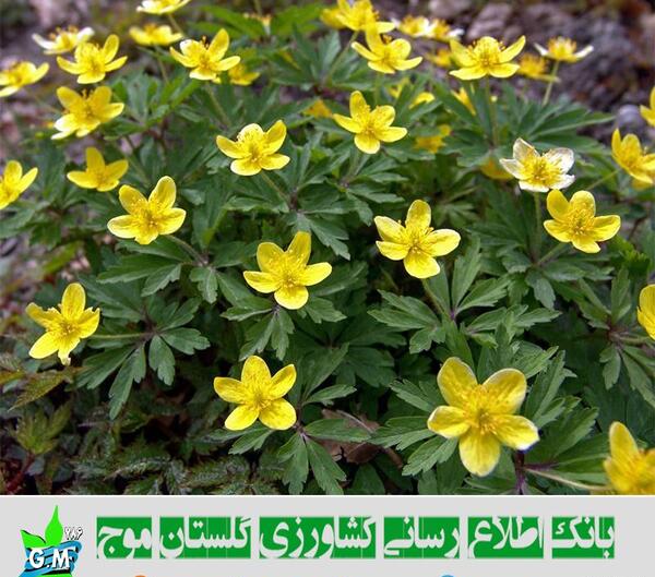 عکس گیاه لپه