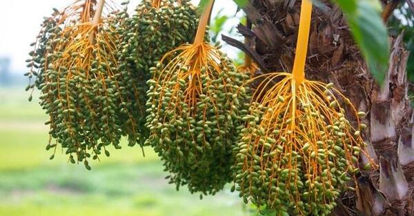 عکس گیاه لپه
