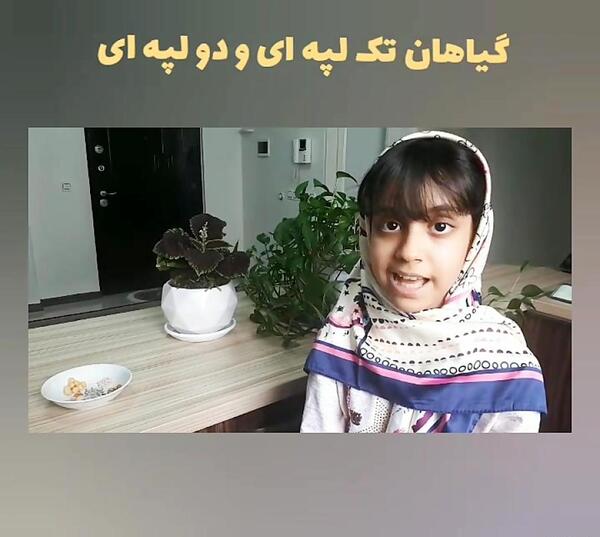 عکس گیاه لپه