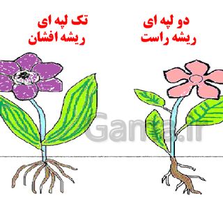 عکس گیاه لپه
