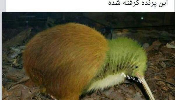 عکس های لایک دار اینستاگرام