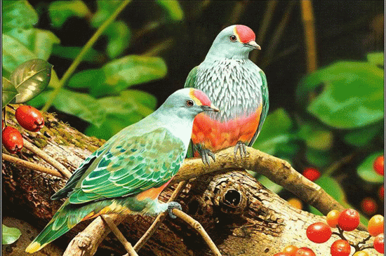 عکس منظره با حیوانات