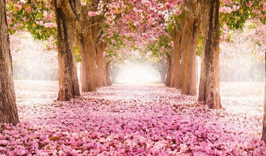 عکس منظره صورتی