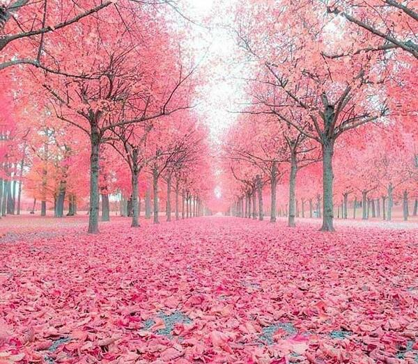 عکس منظره صورتی