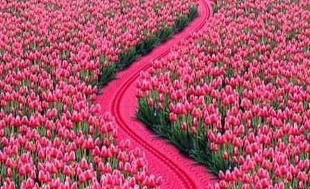عکس منظره صورتی