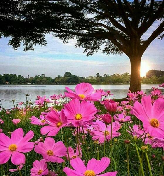 عکس منظره صبح زیبا
