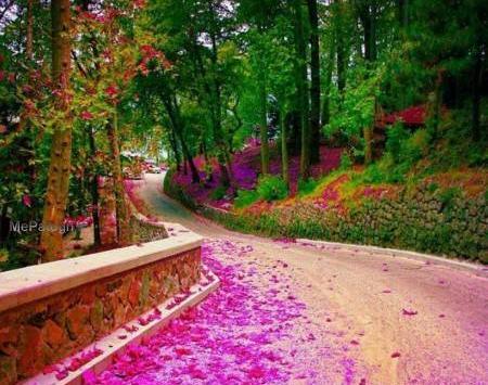 عکس منظره صبح زیبا