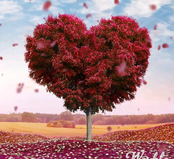 عکس منظره عاشقانه
