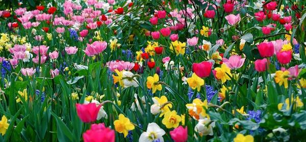 عکس منظره نوروزی