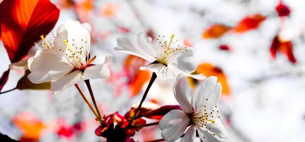 عکس منظره نوروزی