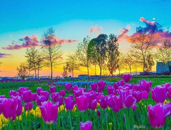 عکس منظره و گل های زیبا