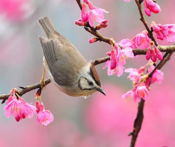 عکس منظره ی بهار