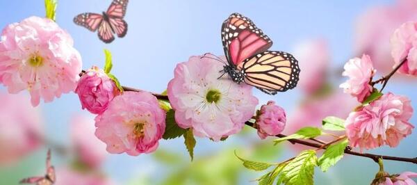 عکس منظره ی بهار