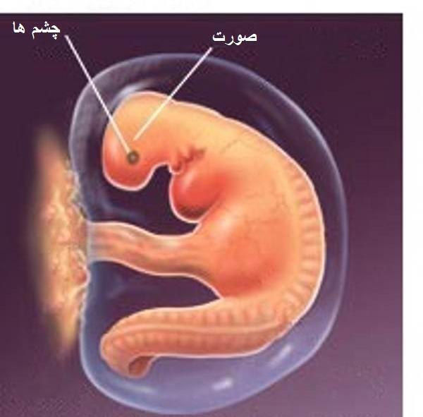 عکس ماه اول بارداری