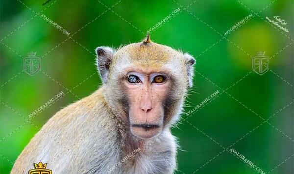 عکس میمون جذاب