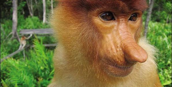 عکس میمون خیلی زشت
