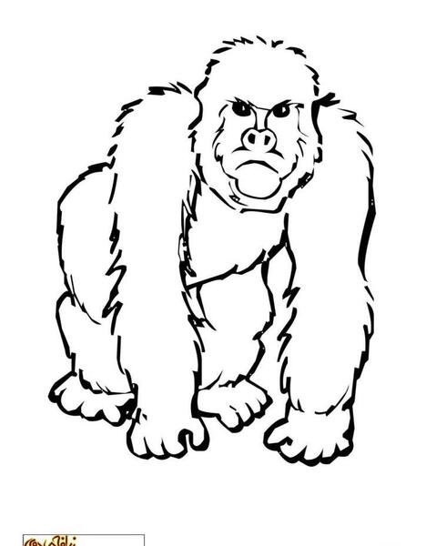 عکس میمون رنگ نشده