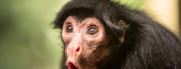 عکس میمون صورت قرمز