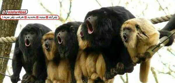 عکس فان میمون