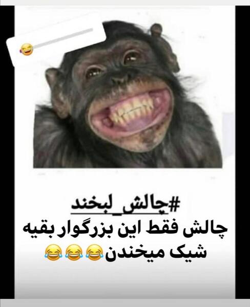 عکس میمون که میخنده