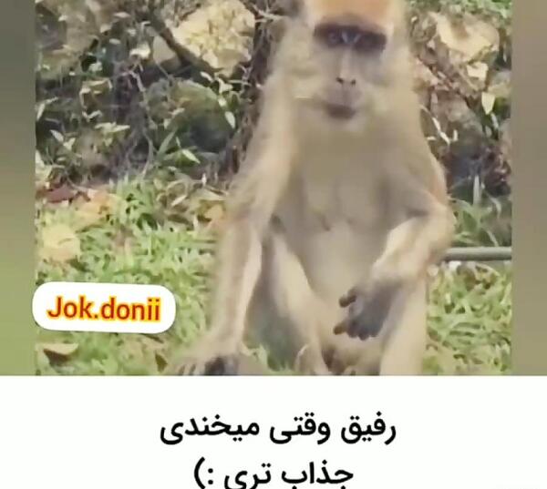 عکس میمون که میخنده