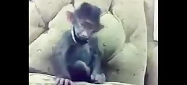 عکس میمون که میخنده