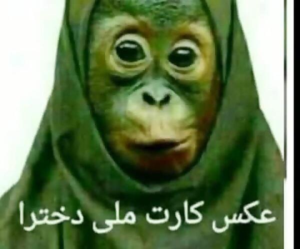 عکس میمون وحشتناک