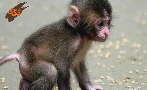 عکس میمون و شامپانزه