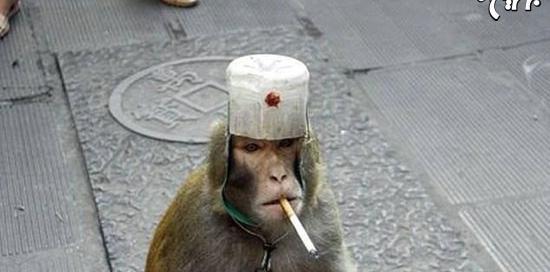 عکس یک میمون زشت