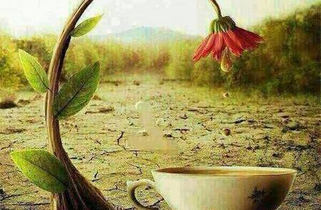 عکس گل و منظره زیبا برای پروفایل