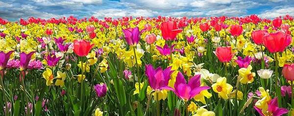 عکس گل و منظره زیبا برای پروفایل