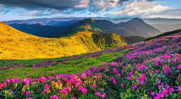 عکس منظره زیبا با گل