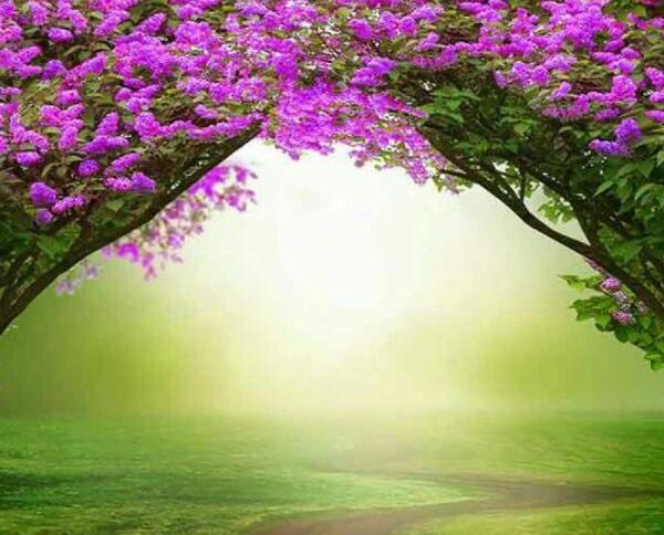 عکس منظره زیبا با گل
