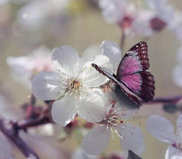 عکس منظره زیبا با گل