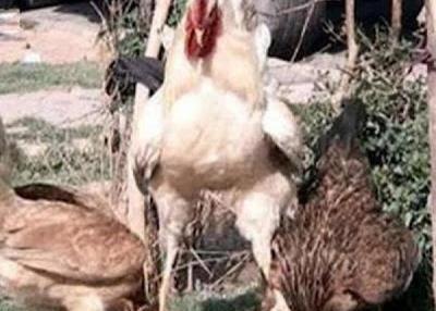 عکس مرد سالاری