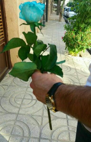 عکس گل مردانه